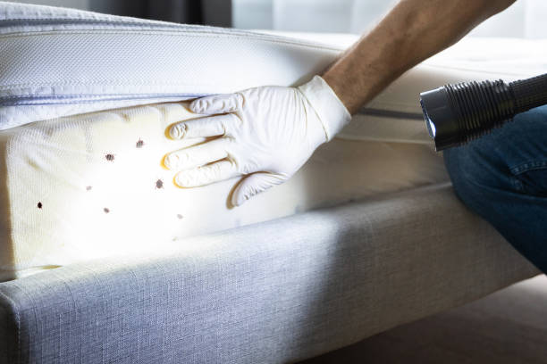 Best Local Pest Control Services  in Ship Bottom, NJ