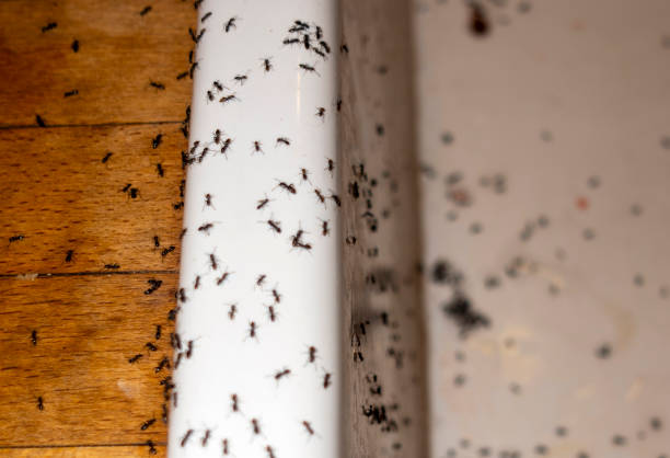Best Exterminator Services  in Ship Bottom, NJ