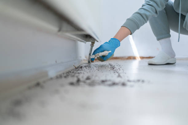 Best Wasp Removal Services  in Ship Bottom, NJ