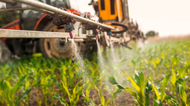 Best Ant Control Services  in Ship Bottom, NJ